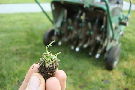 lawn plug from aerating yard