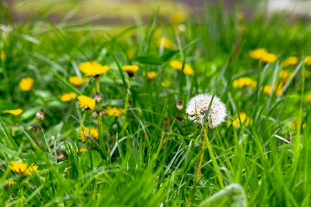 weeds in a yard