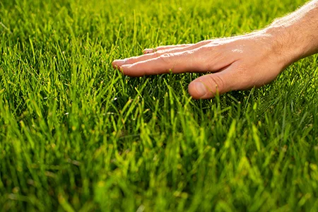 touching green healthy grass
