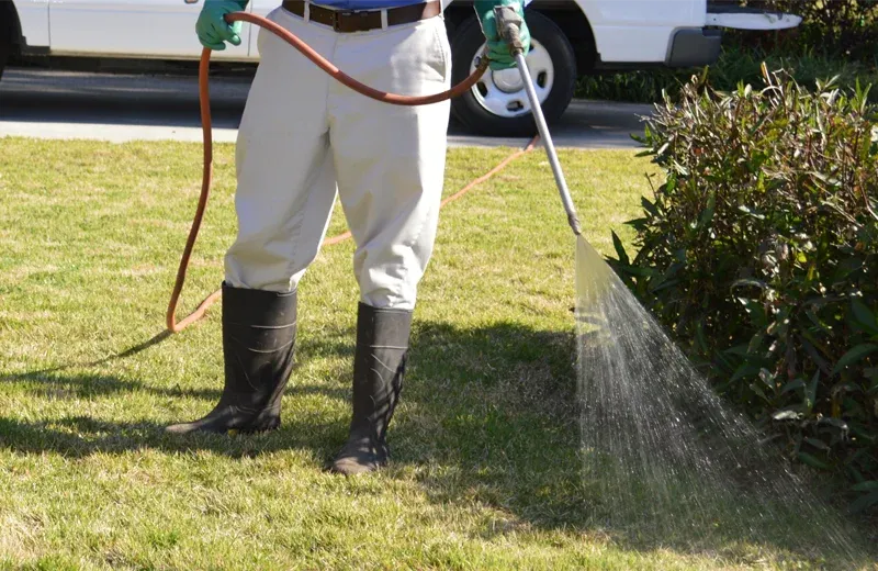 spraying lawn
