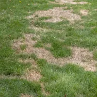 brown-patch-lawn