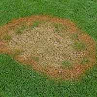 brown ring lawn disease in zoysia grass