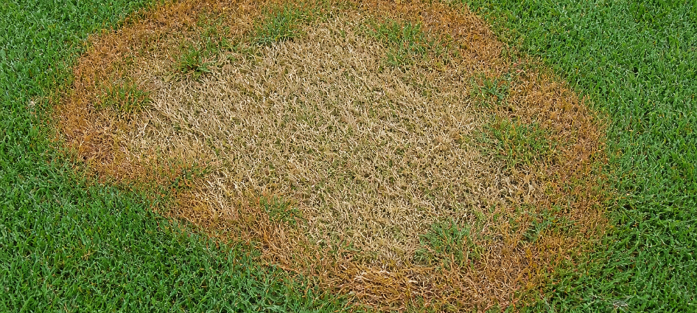 brown ring lawn disease in zoysia grass
