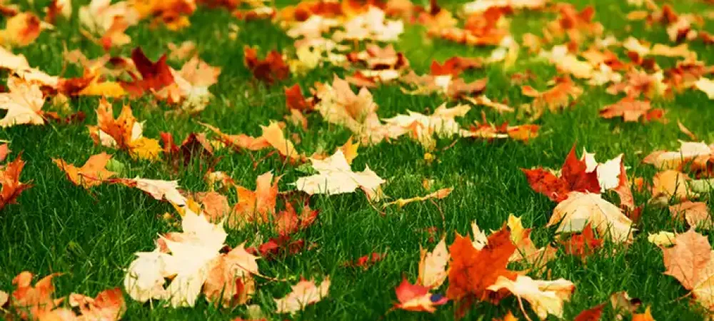 fall-leaves-on-lawn