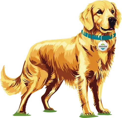 Grover Dog