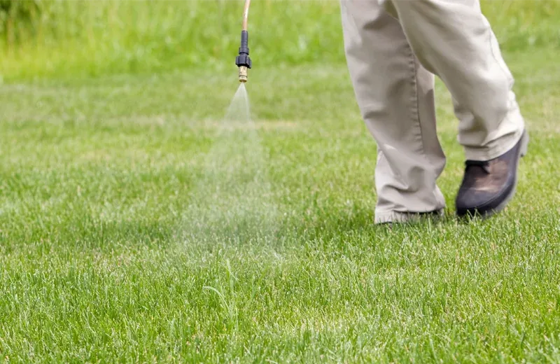 spraying grass for weeds
