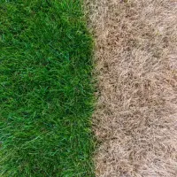 dead-grass-comparison