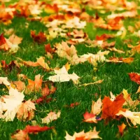 fall-leaves-on-lawn