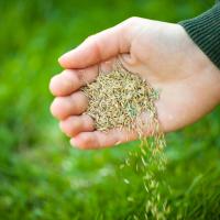 hand laying out seeds during overseeding process