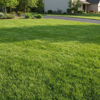 yard of green grass with houses in background