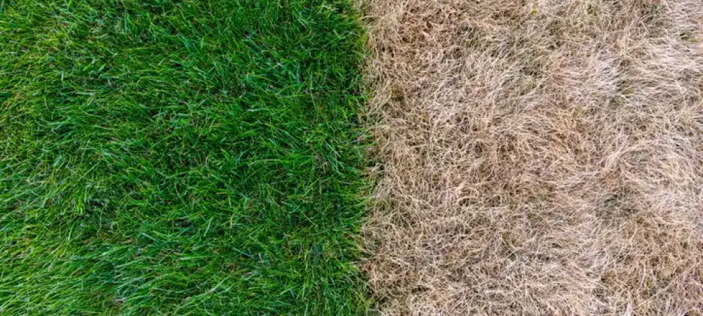 dead-grass-comparison